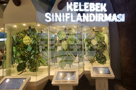 Турция - Коня - Тропически музей на пеперудите