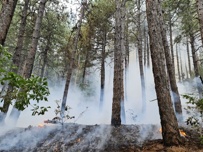 Изпълнителна агенция по горите: Август е най-пожароопасният месец, показва статистика на ИАГ