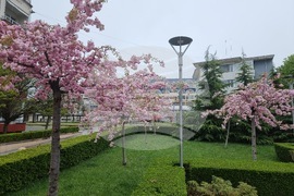 Ямбол - пролет