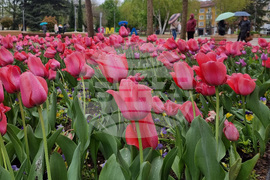 Ямбол - пролет