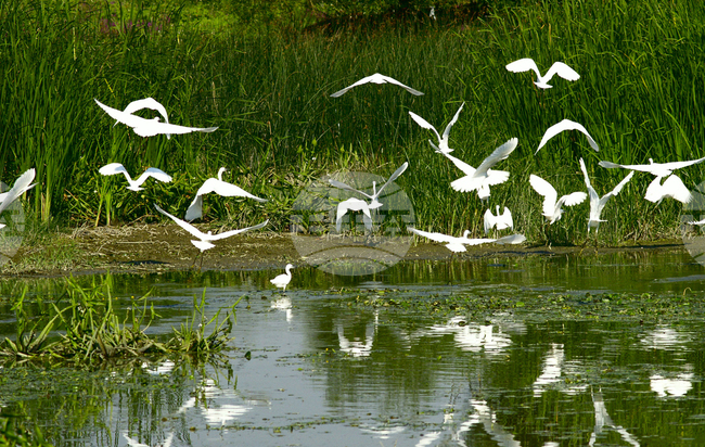  Видин - бяла чапла - любопитно