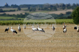 Село Свещари - щъркели