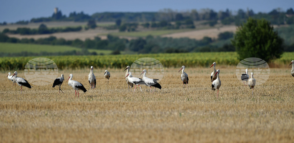Село Свещари - щъркели