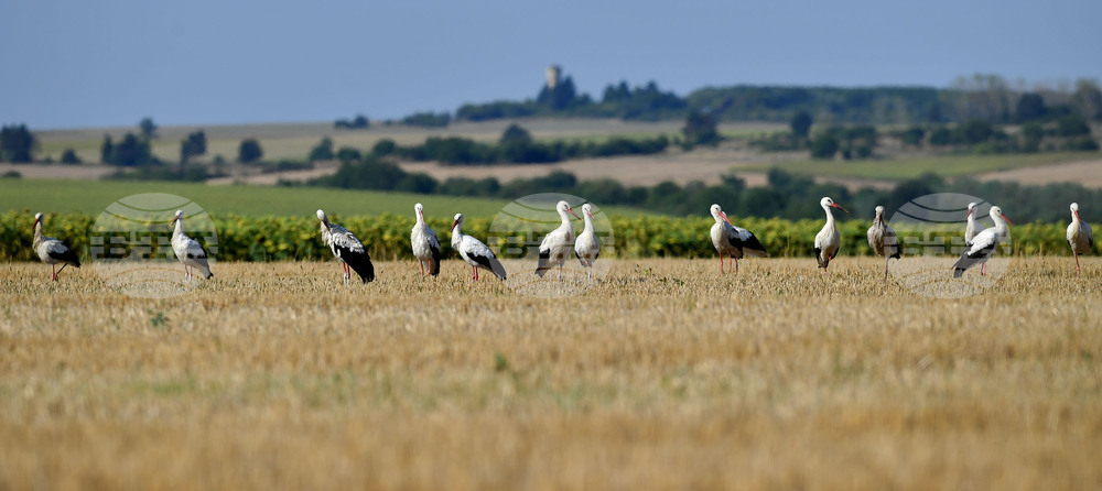 Село Свещари - щъркели