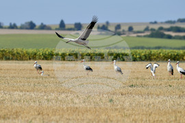 Село Свещари - щъркели