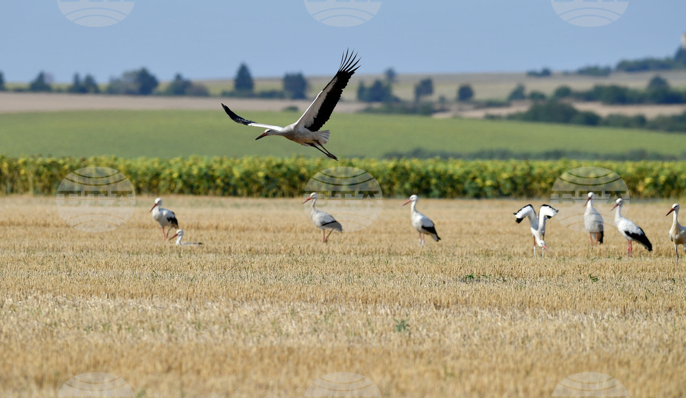 Село Свещари - щъркели