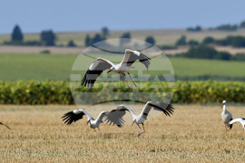 Село Свещари - щъркели