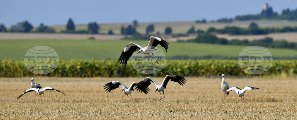 Село Свещари - щъркели
