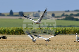 Село Свещари - щъркели