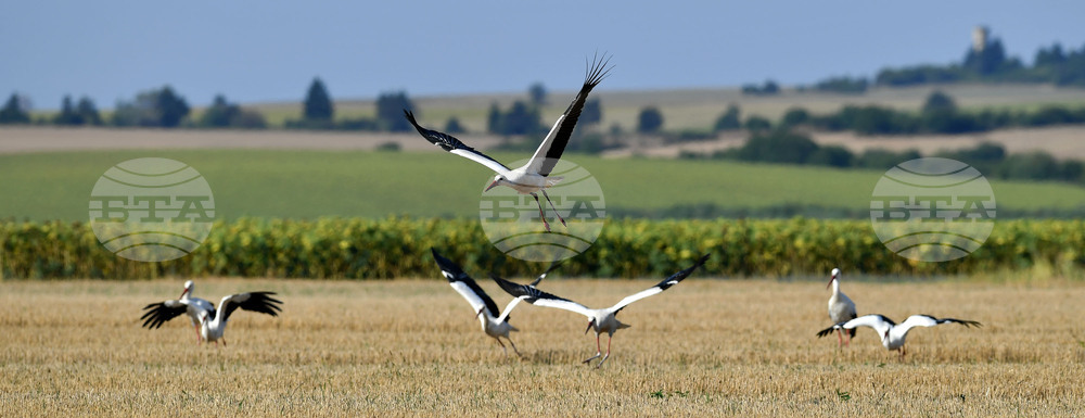Село Свещари - щъркели