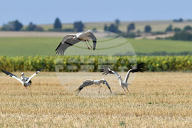 Село Свещари - щъркели