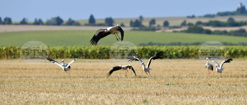 Село Свещари - щъркели
