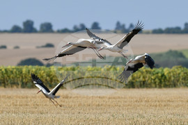 Село Свещари - щъркели