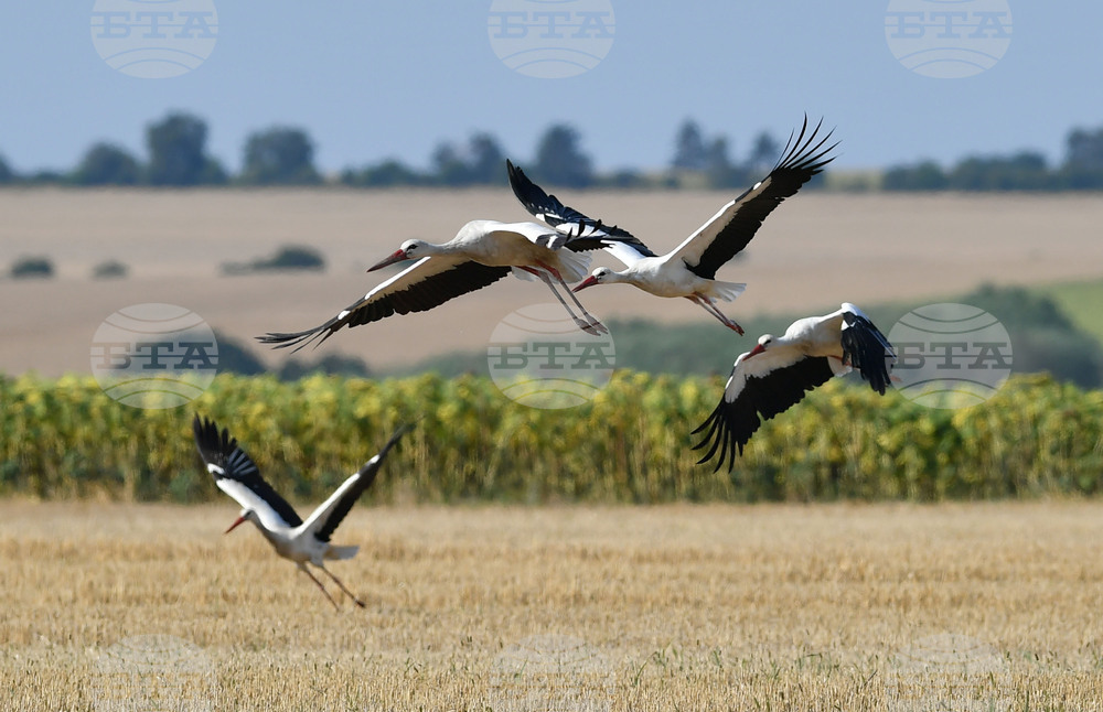 Село Свещари - щъркели