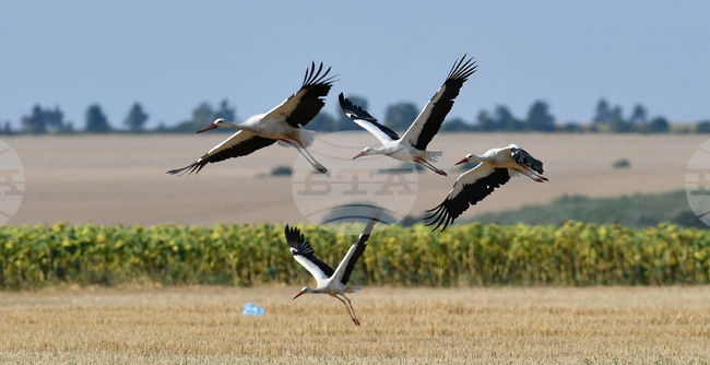 Село Свещари - щъркели