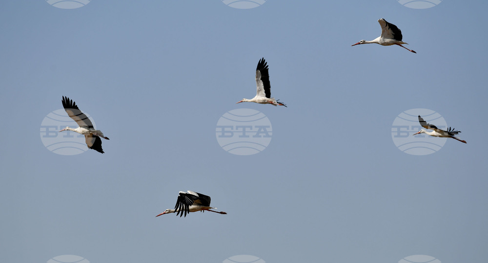 Село Свещари - щъркели