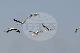 Село Свещари - щъркели