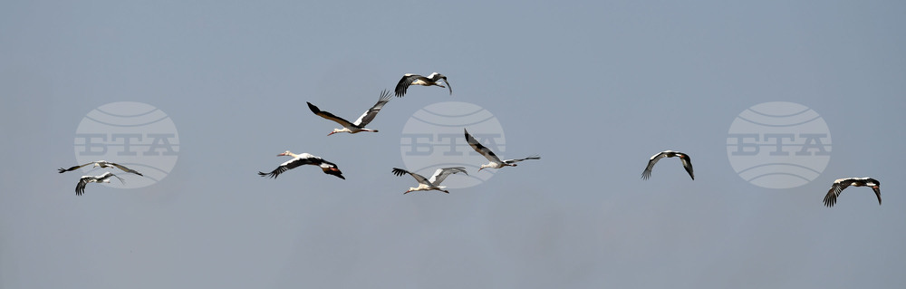 Село Свещари - щъркели