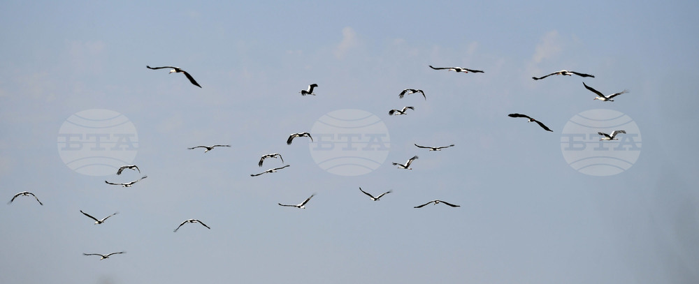 Село Свещари - щъркели