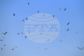 Село Свещари - щъркели