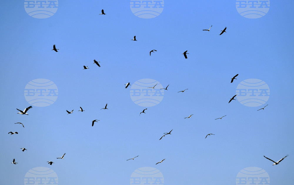 Село Свещари - щъркели