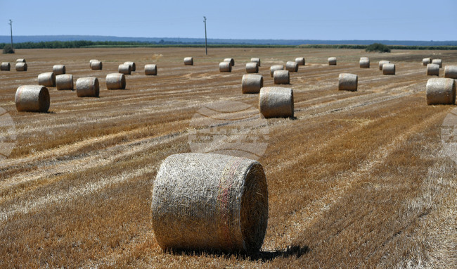 Политиките на ЕС в областта на биомасата трябва да се ръководят от възстановяването, предупреждава доклад