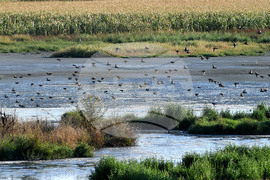 Село Божурово - блатни птици