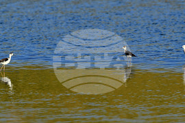 Село Божурово - блатни птици