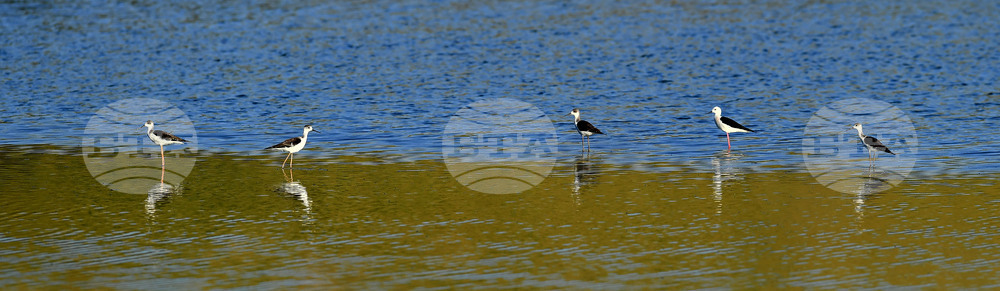 Село Божурово - блатни птици