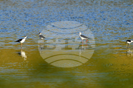 Село Божурово - блатни птици
