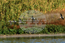 Село Божурово - блатни птици