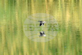 Село Божурово - блатни птици