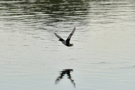 Село Божурово - блатни птици