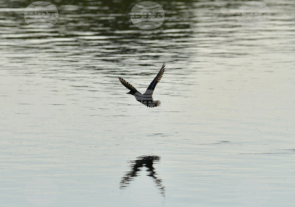 Село Божурово - блатни птици