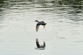 Село Божурово - блатни птици
