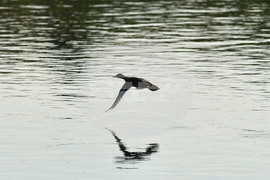 Село Божурово - блатни птици