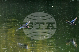 Село Божурово - блатни птици