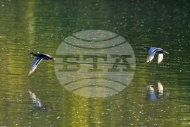 Село Божурово - блатни птици