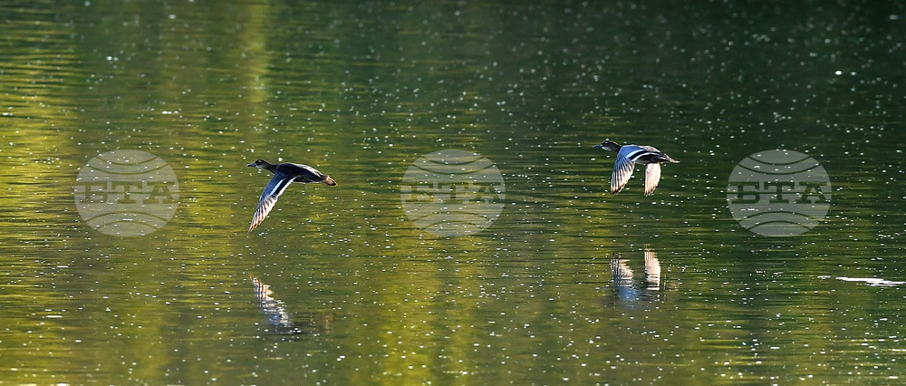 Село Божурово - блатни птици