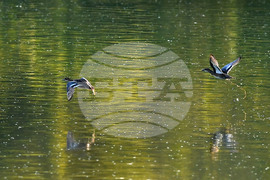 Село Божурово - блатни птици