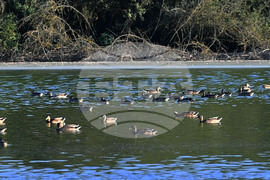Село Божурово - блатни птици