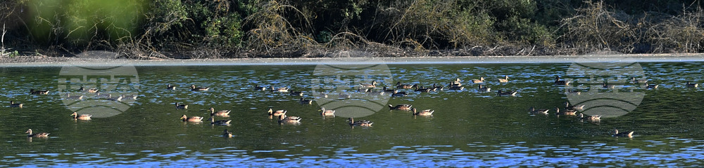Село Божурово - блатни птици