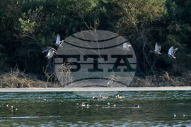 Село Божурово - блатни птици