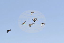 Село Божурово - блатни птици