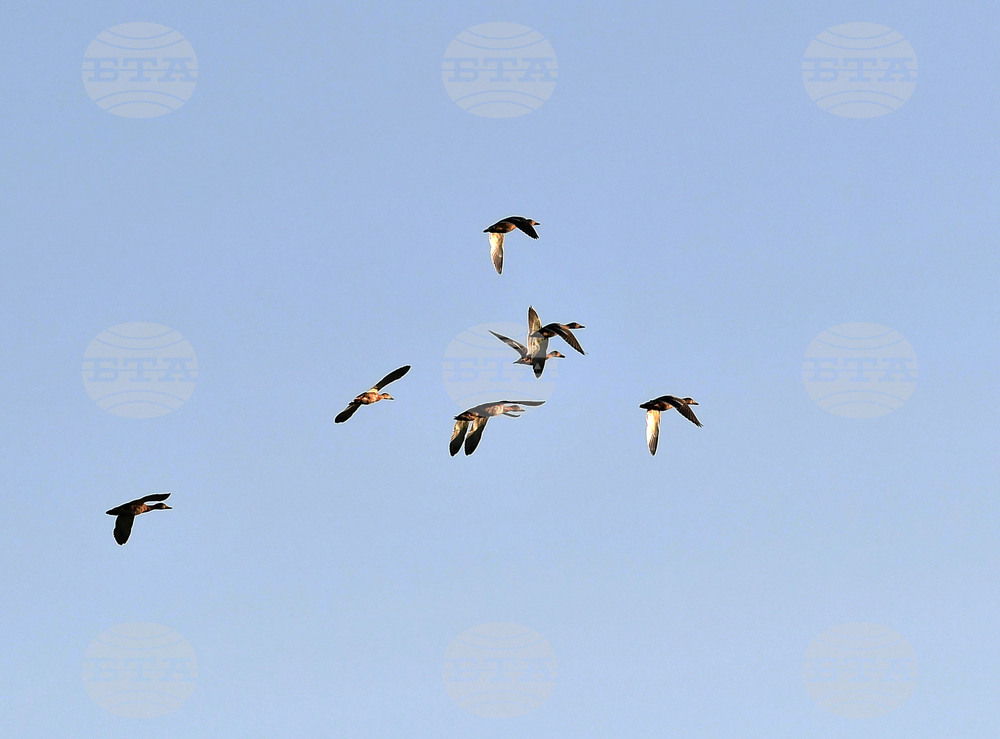 Село Божурово - блатни птици