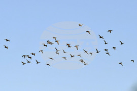 Село Божурово - блатни птици