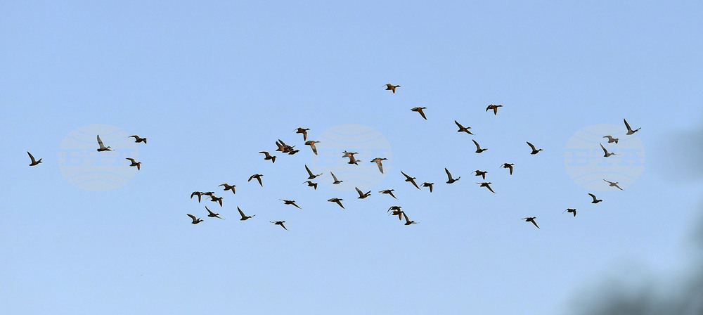Ловно-рибарско сдружение „Сокол“ – Гоце Делчев разселва 1200 птици в ловните полета