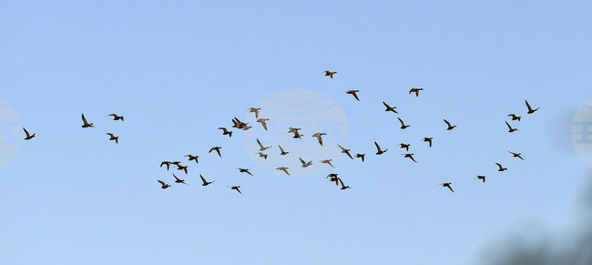 Ловно-рибарско сдружение „Сокол“ – Гоце Делчев разселва 1200 птици в ловните полета