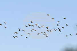 Село Божурово - блатни птици