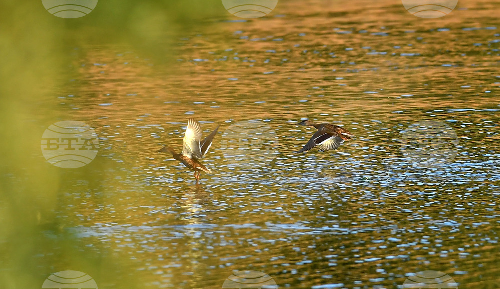 Село Божурово - блатни птици
